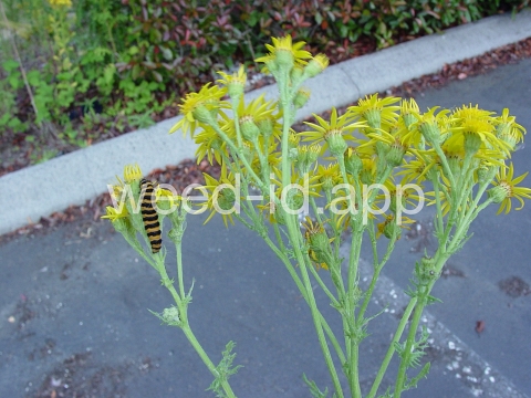 ragwort, tansy